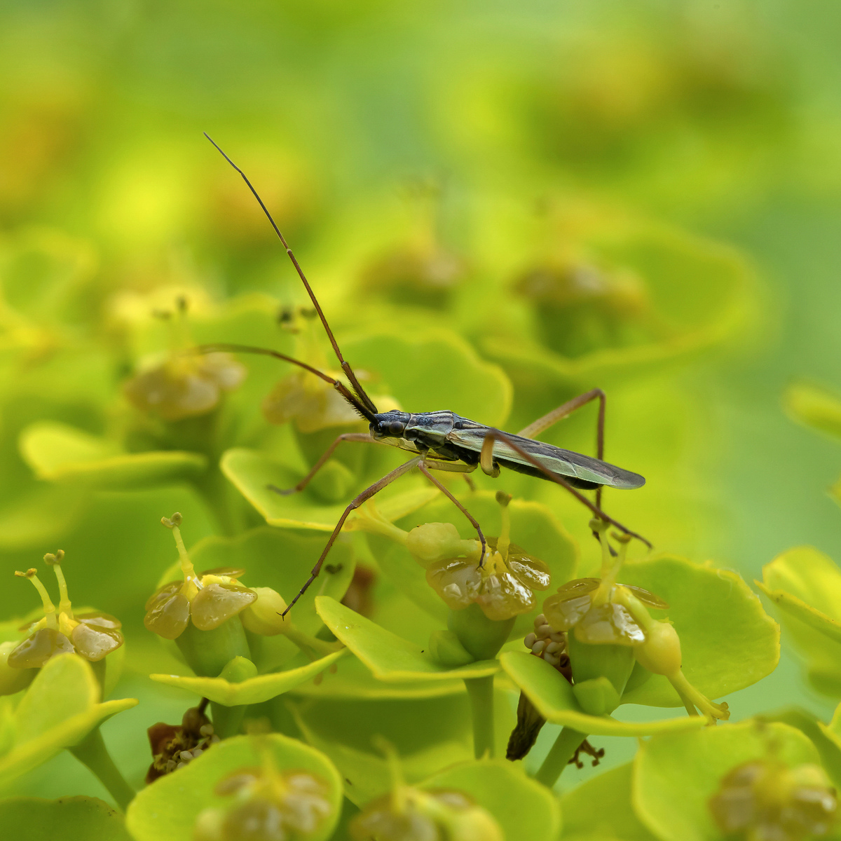 Notostira Weichwanze; Miridae Insekt (1)-1-2-2.jpg