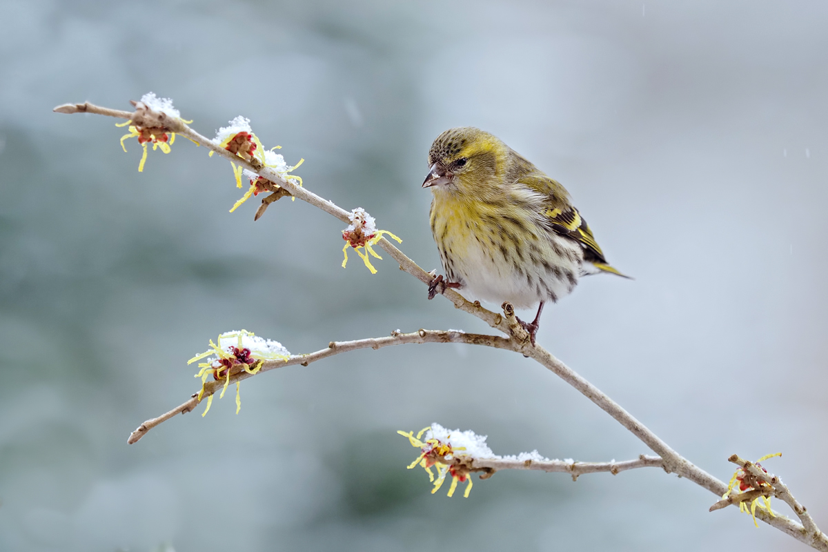 Carduelis-spinus1-OGG84701---Kopie.jpg