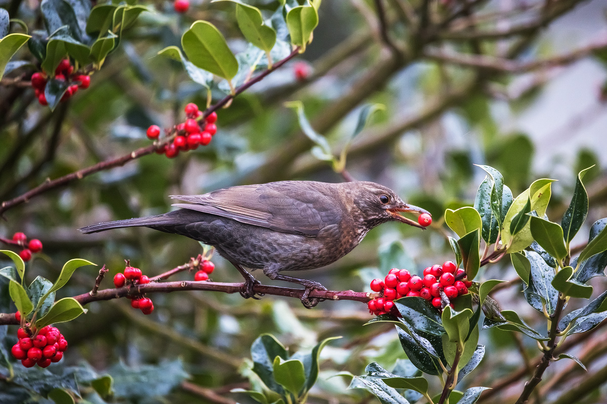 _MG_2952-Bearbeitet - Kopie.jpg