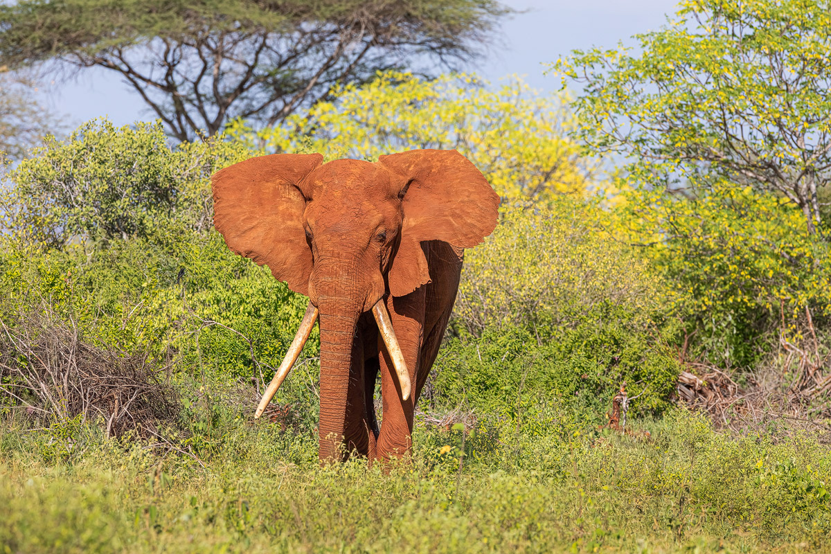 Afrikanischer Elefant (Loxodonta africana)_01LK2736.jpg