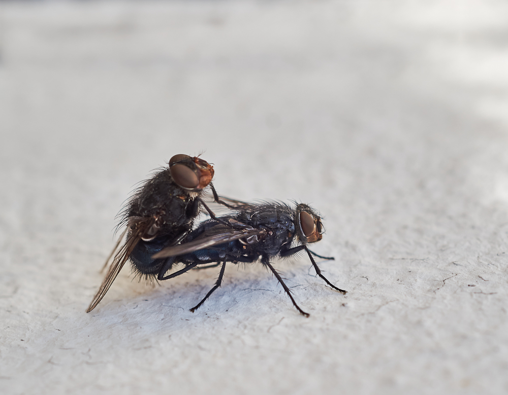 Kleine Fliegen.jpg