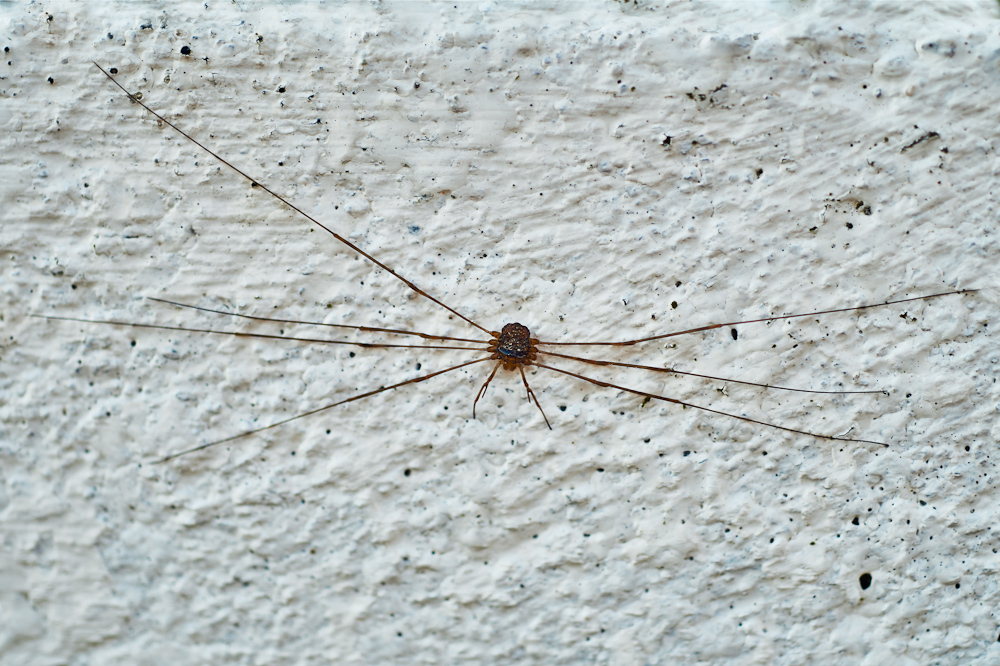 Dicranopalpus-ramosus.jpg