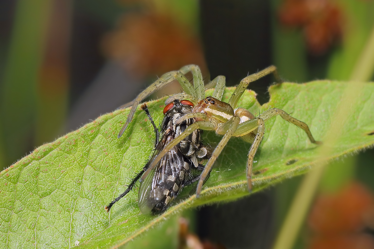 11 Dolomedes-fimbriatus beute.jpg