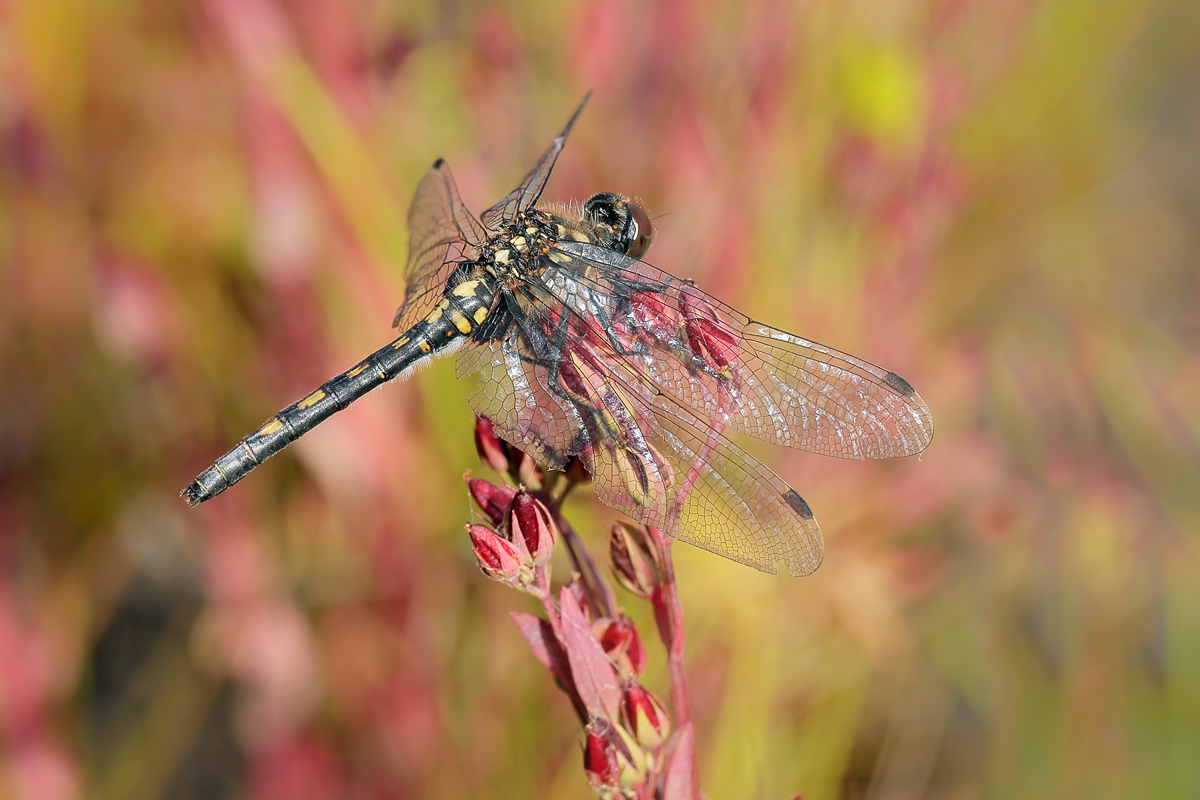 12 Leucorrhinia-dubia-.jpg