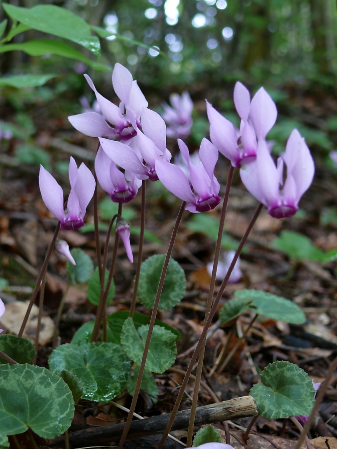 cyclamen.jpg