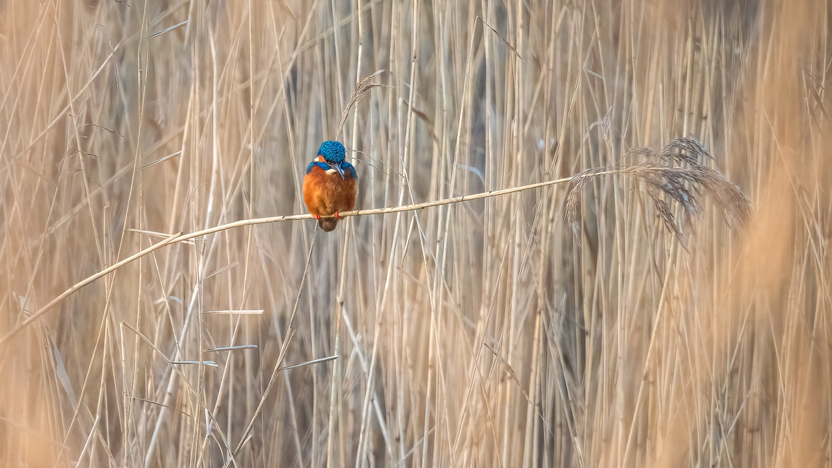 P1061389-Bearbeitet---Kopie.jpg