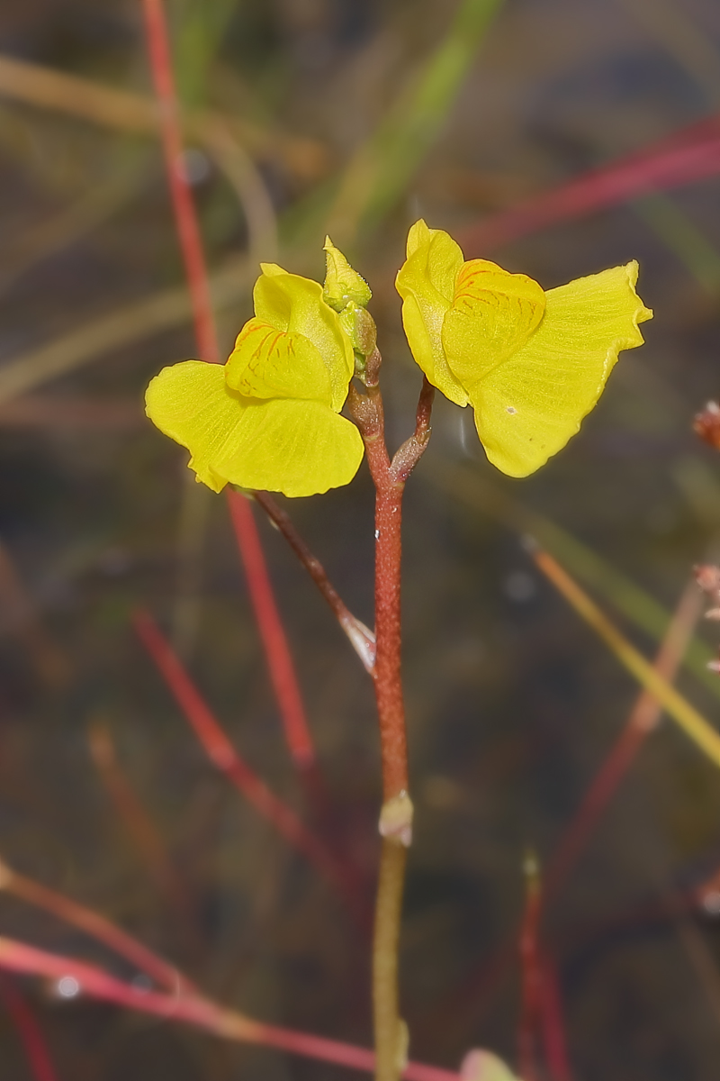 15 Wasserschlauch-1200.jpg