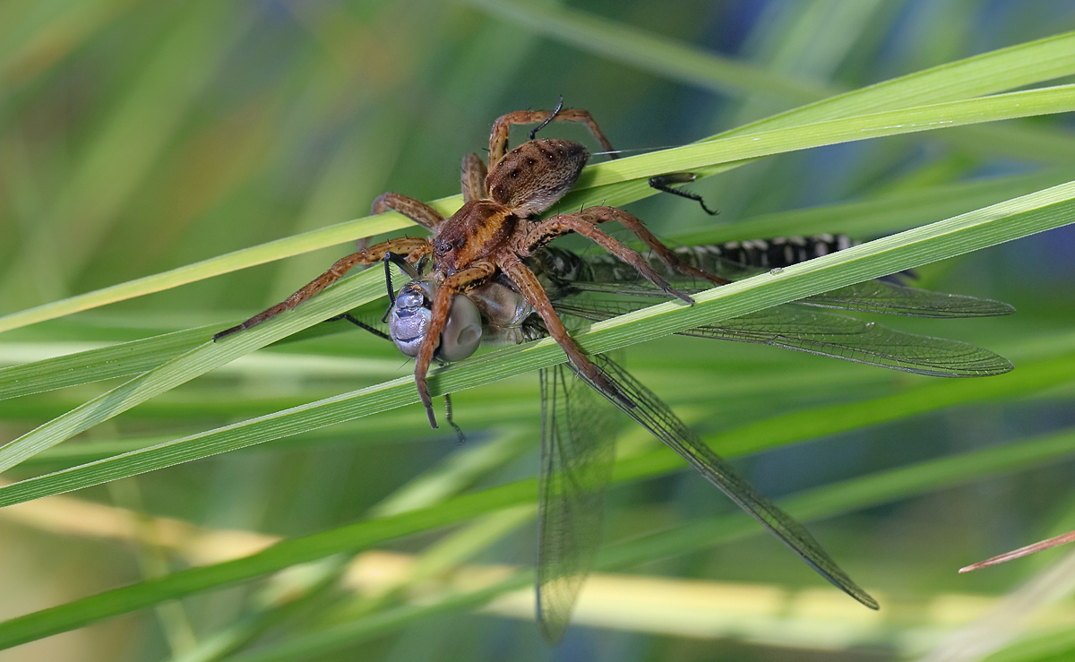 19 Dolomedes-fimbriatusbeu1200.jpg