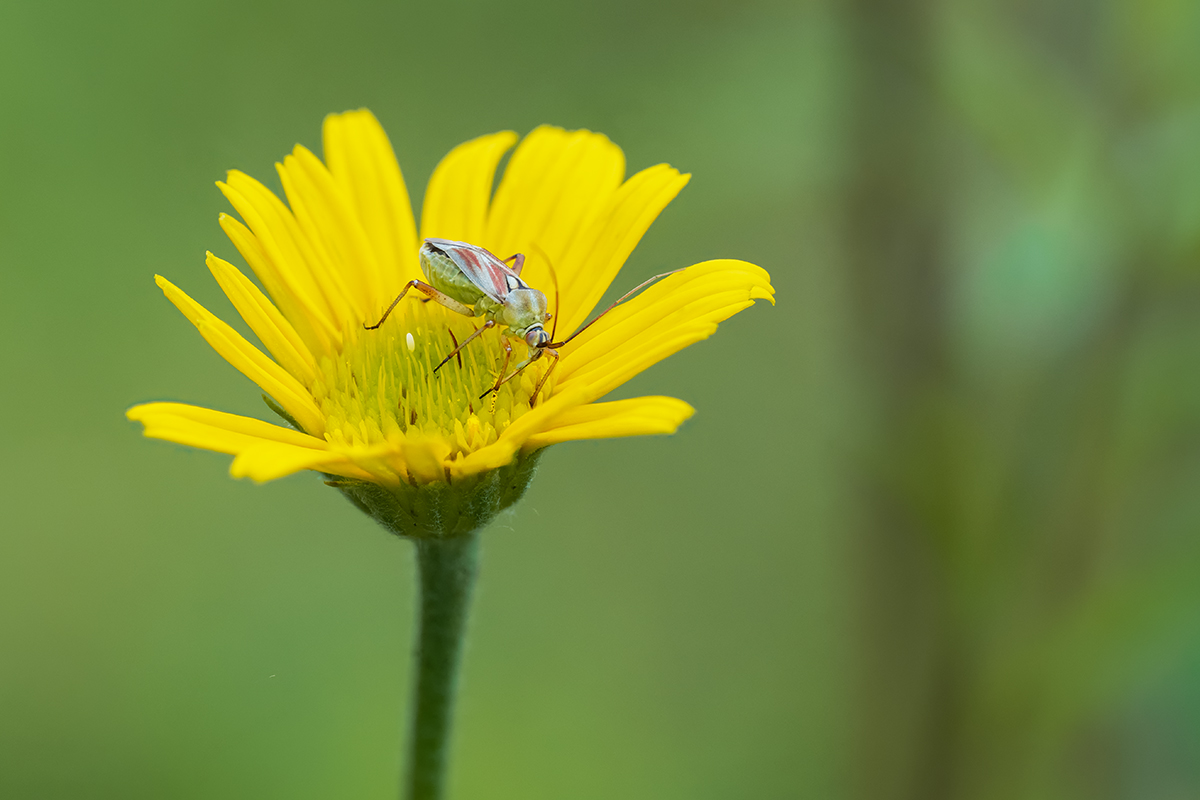 Calocoris roseomaculatus - Rotgefleckte Weichwanze e.kl.jpg