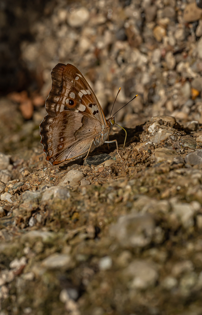 Großer Schillerfalter 12.jpg