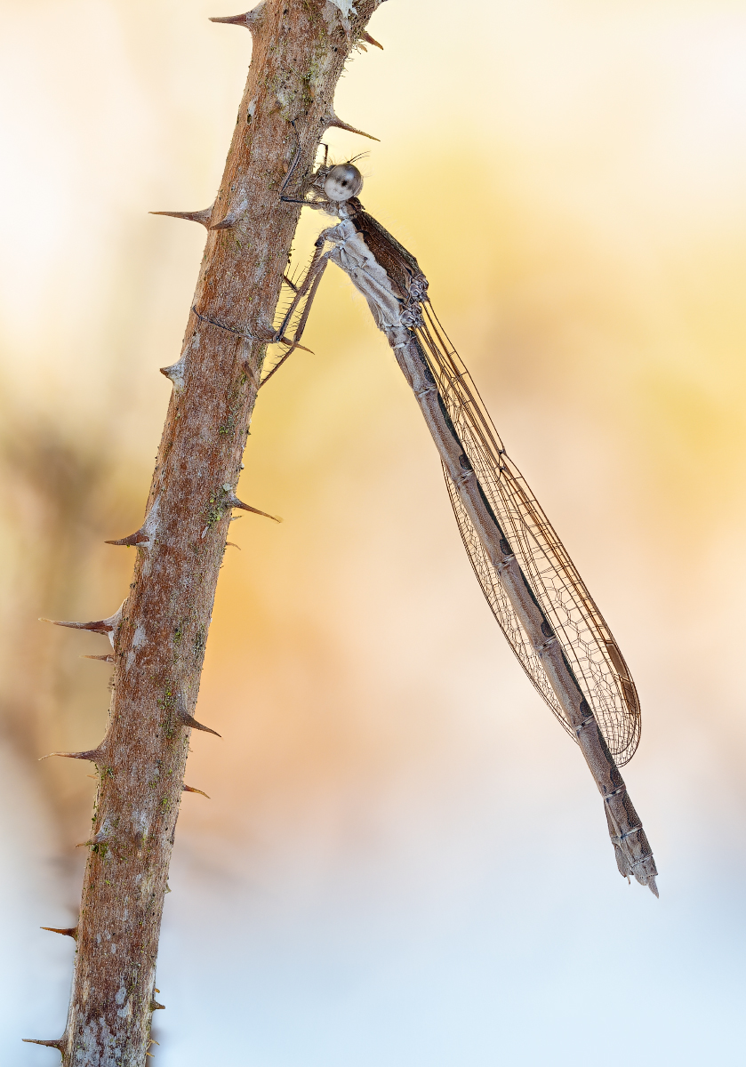 Stack 20220110-150106-1125 corr-web1200x839U70.jpg
