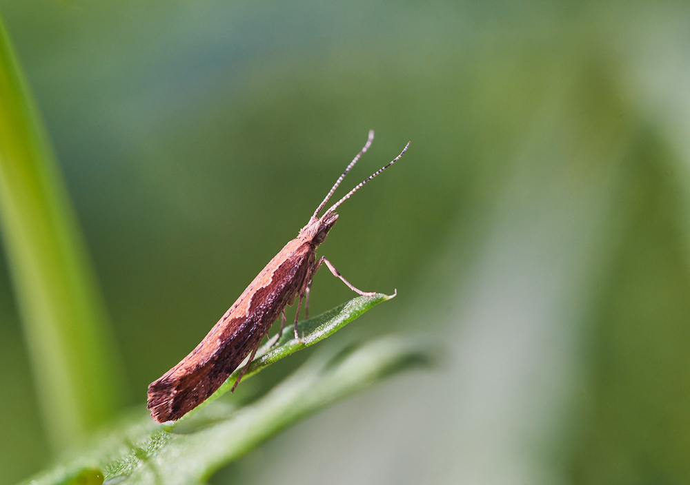 Ypsolopha sp..jpg