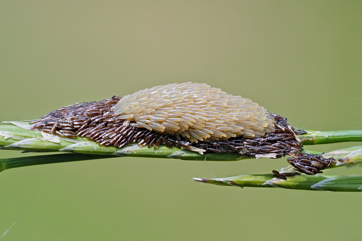 Stratiomys longicornis Eier-zogg83103_15---Kopie.jpg