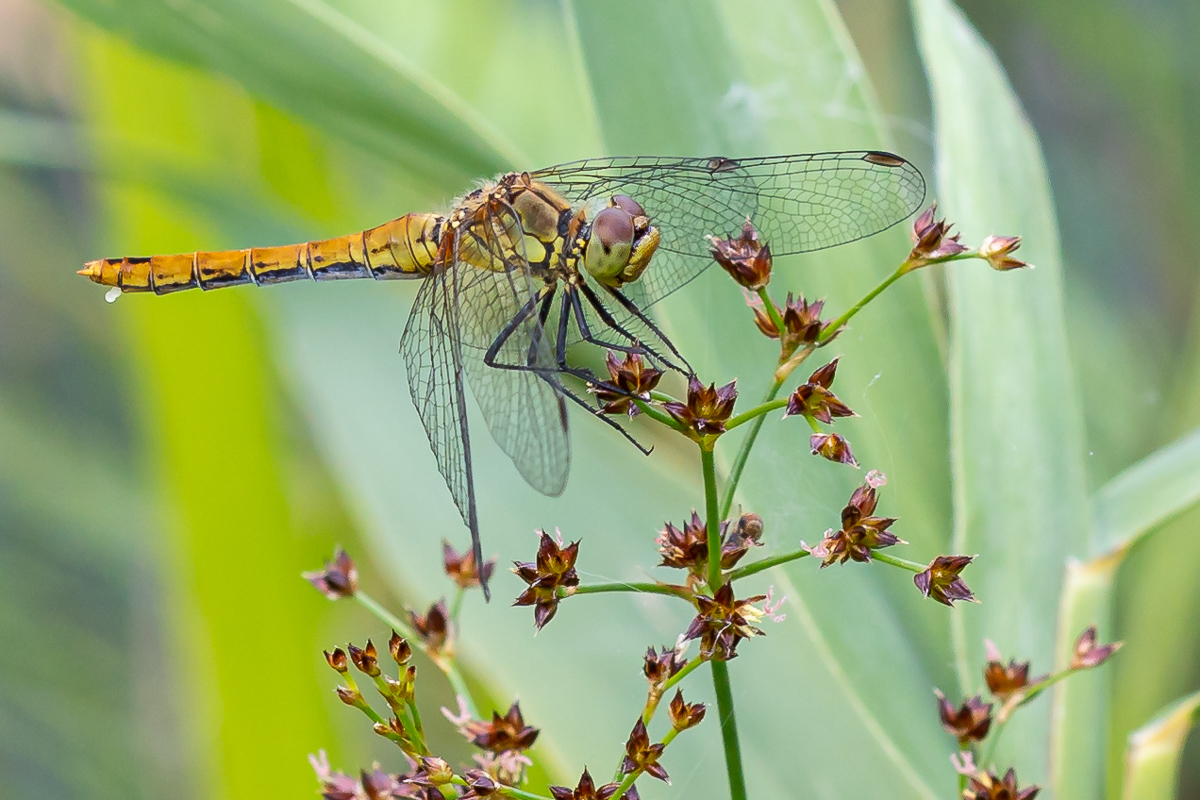Blutrote Heidelibelle (Sympetrum sanguineum)_02LK4132.jpg