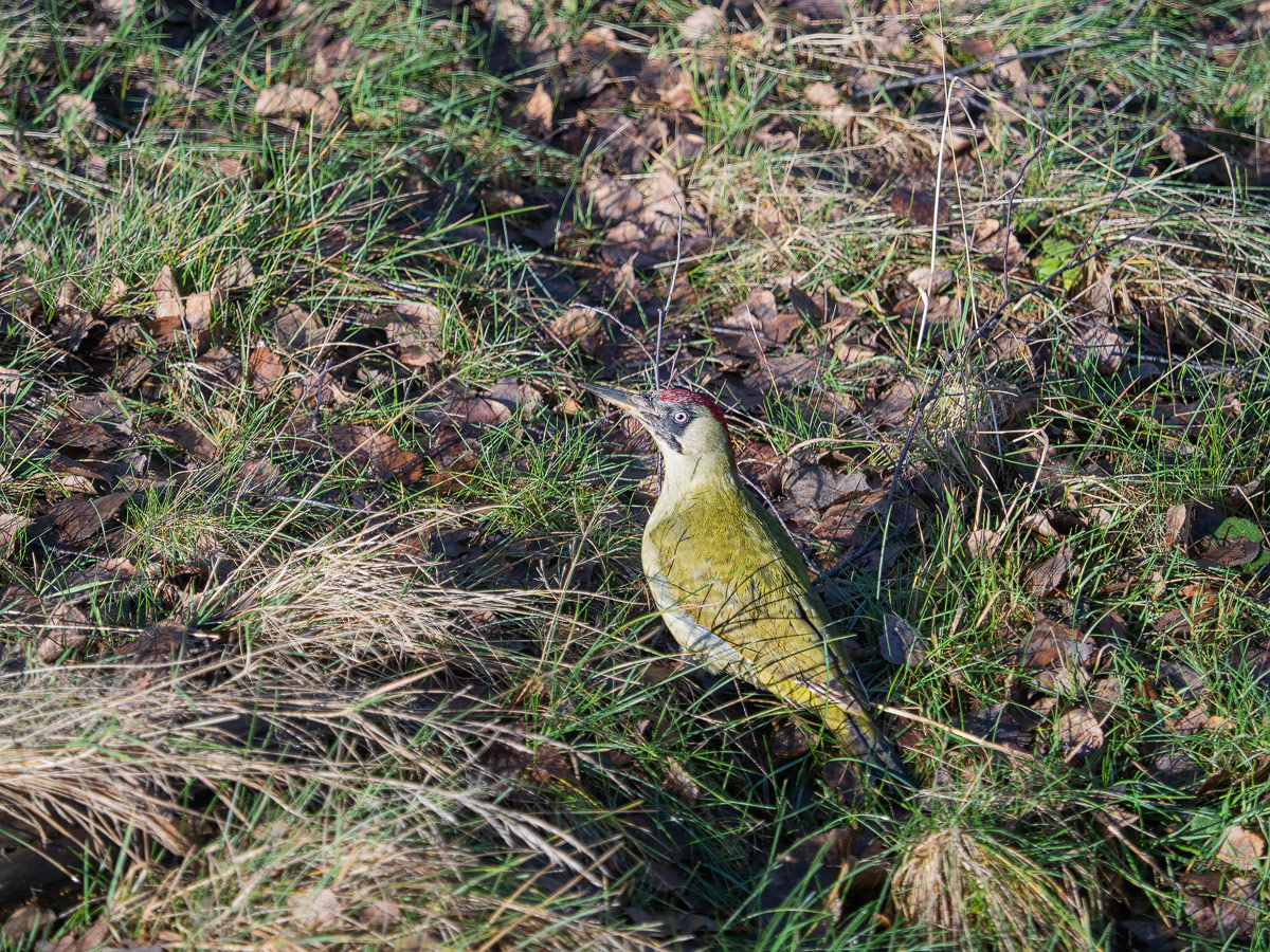 P1100098-1-Grünspecht-verkl.jpg