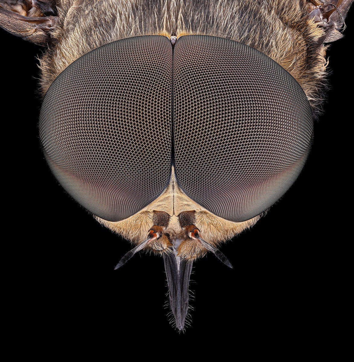 05259_D810_Rodagon50N_BL4p8_2zu1_Tabanus_0p05_01_01.JPG