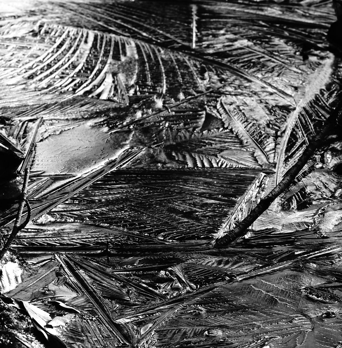 com2DSC06850-cut-adjust-contrast.jpg
