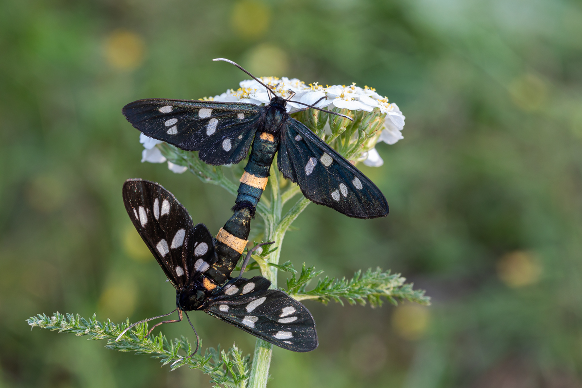 Weißfleck-Widderchen (Amata phegea)_02LK4020.jpg