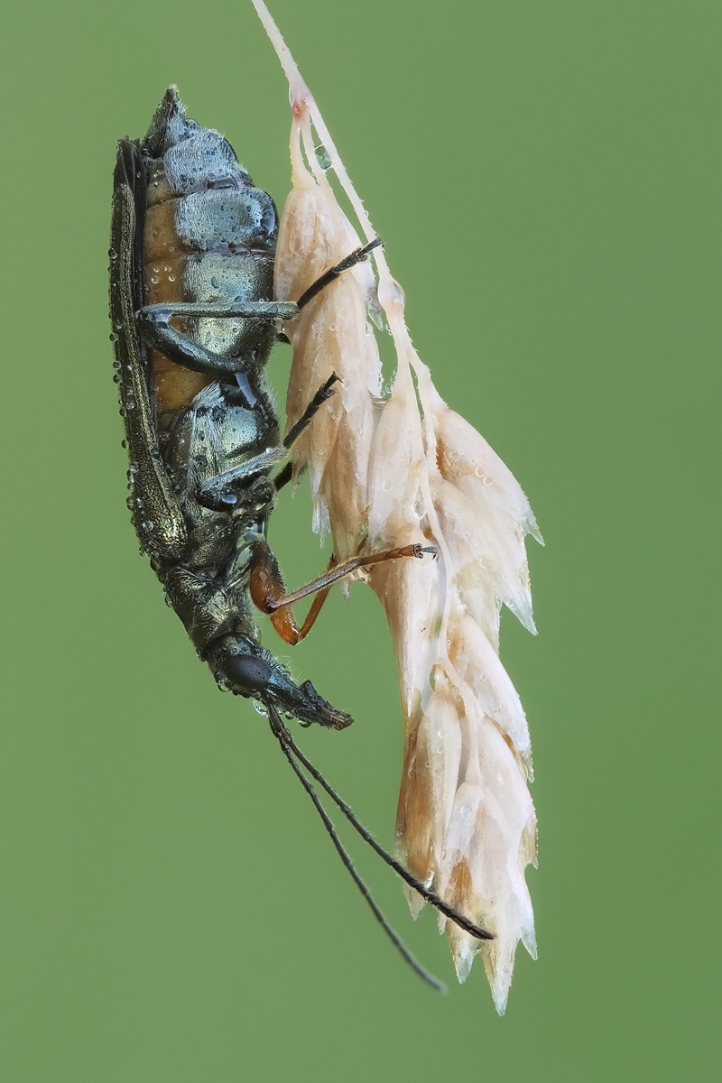 kaefer-stack-642257-305.jpg