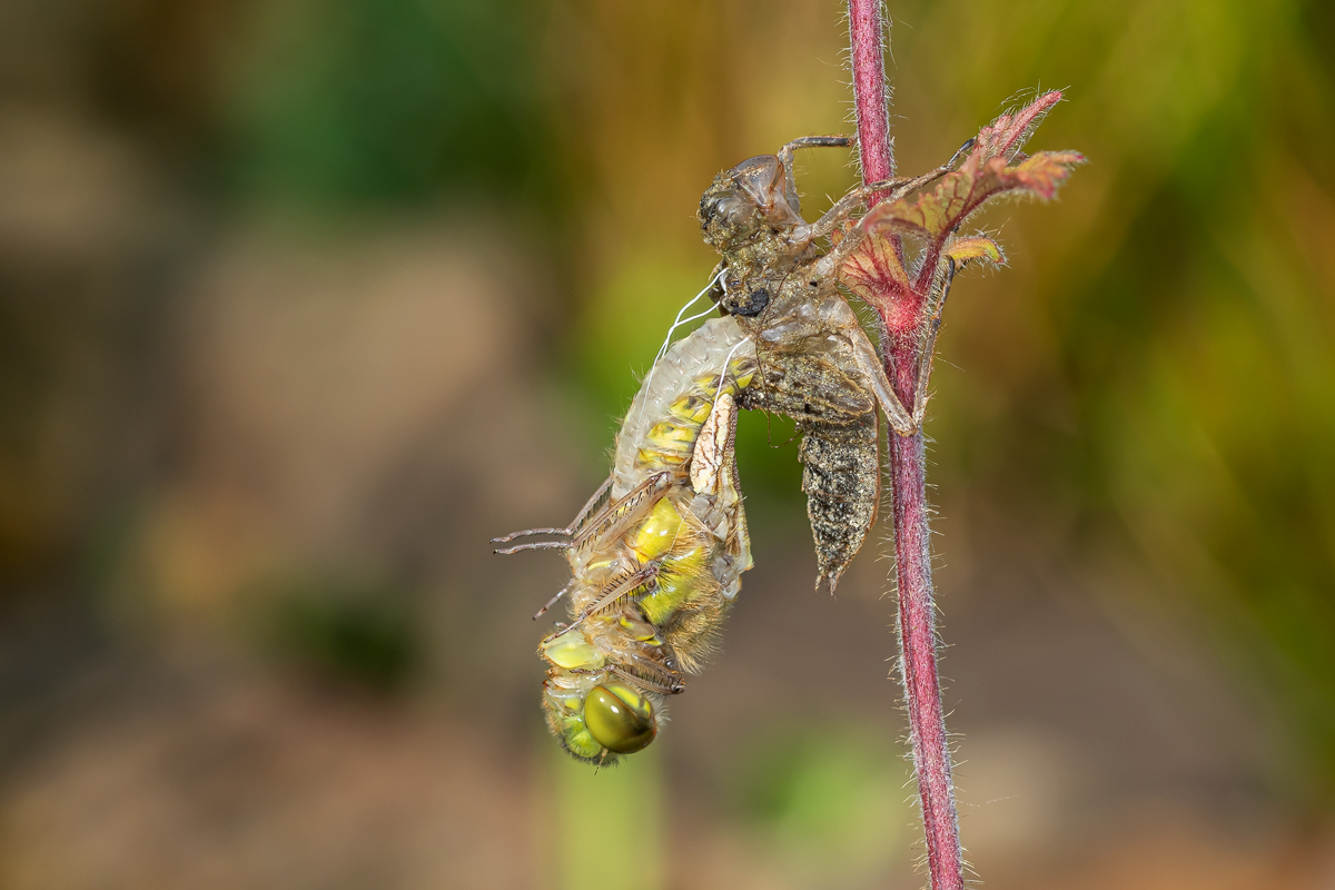 Vierfleck (Libellula quadrimaculata)_5M6A0229.jpg