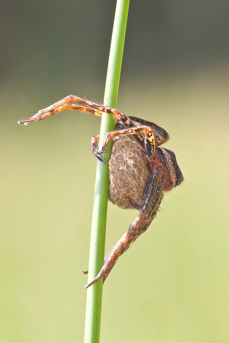 dolomedes-neu1200neu.jpg