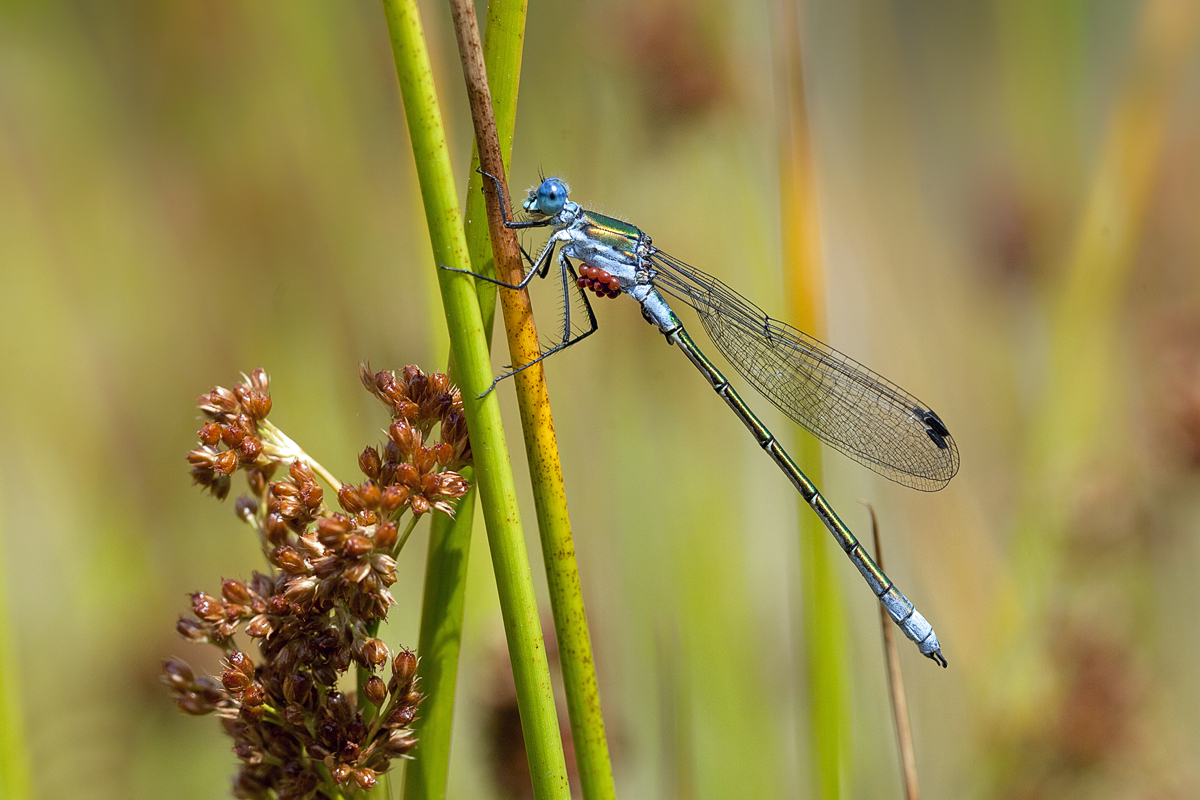 Lestes-dryas-cf1200.jpg