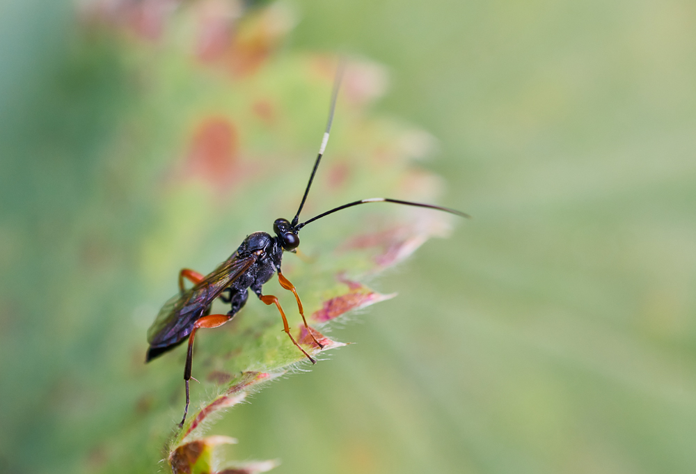 Ichneumonidae sp..jpg