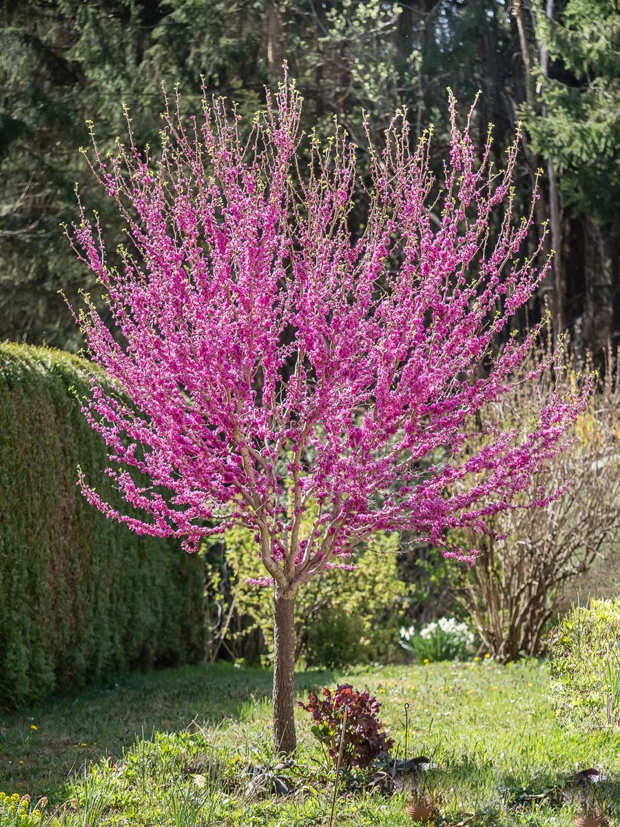Judasbaum-5.jpg
