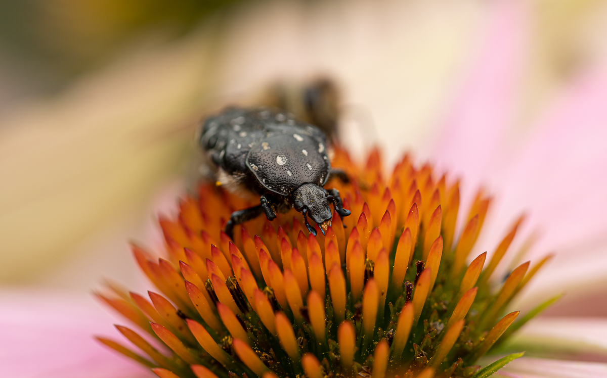 Trauer- Rosenkäfer Oxythyrea funesta 1.jpg