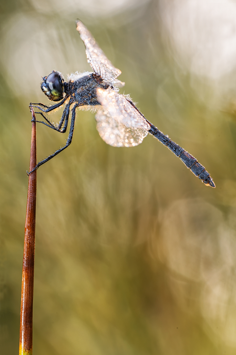 Schwarze Heidelibelle Männchen.jpg