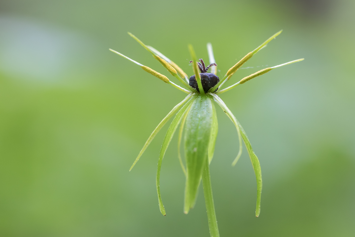 IMG_5963_Paris quadrifolia - Einbeere_ - Kopie.jpg