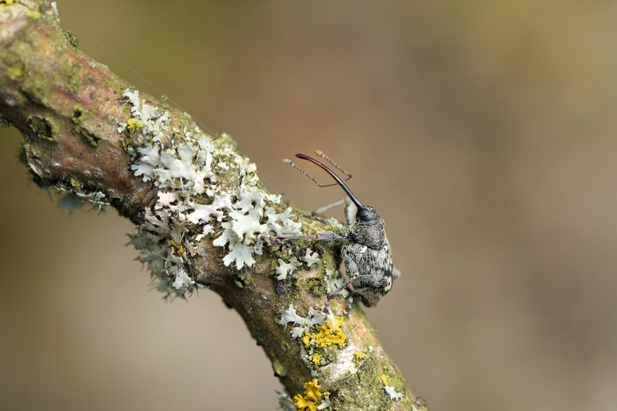 Curculio-villosus-00 web.jpg