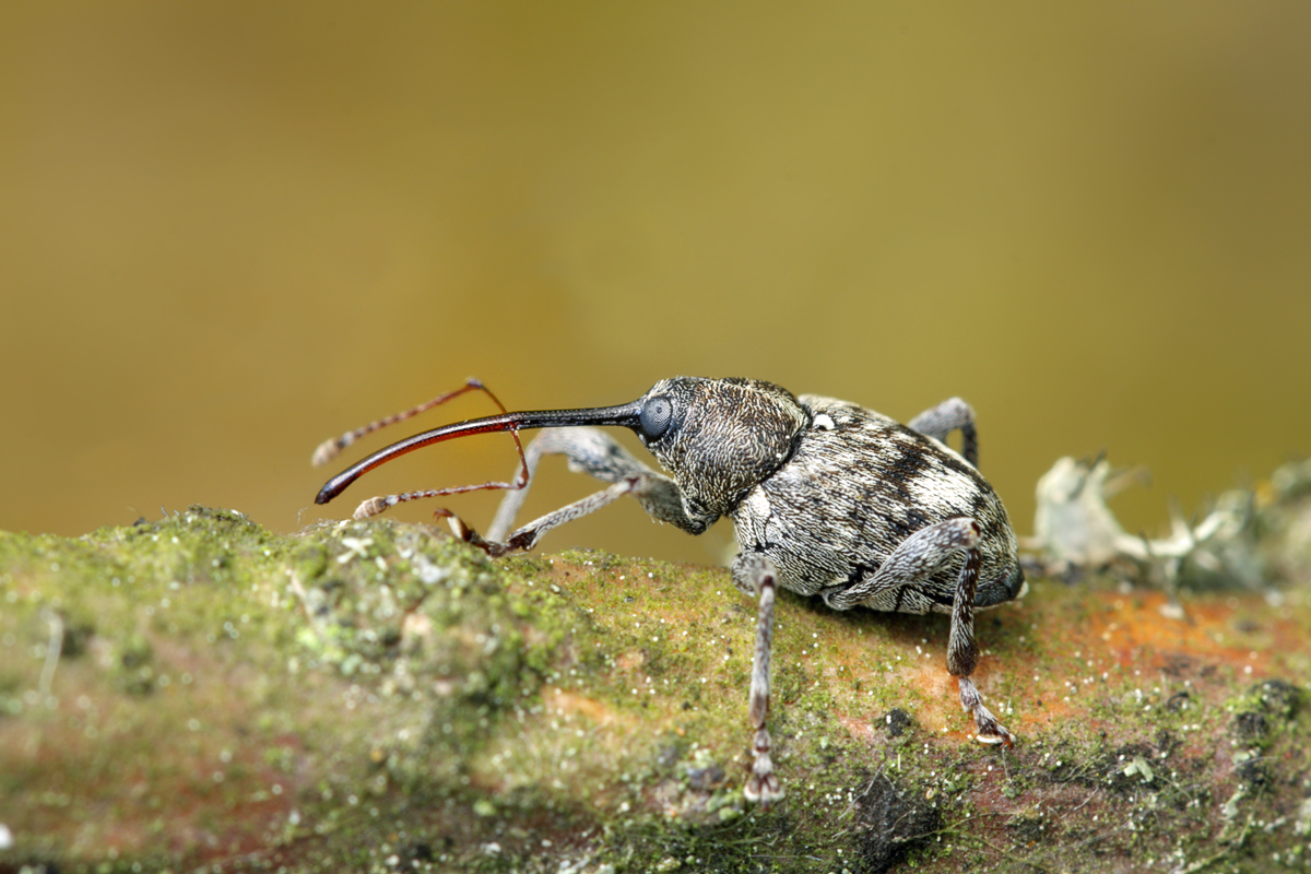 Curculio-villosus-01 web.jpg