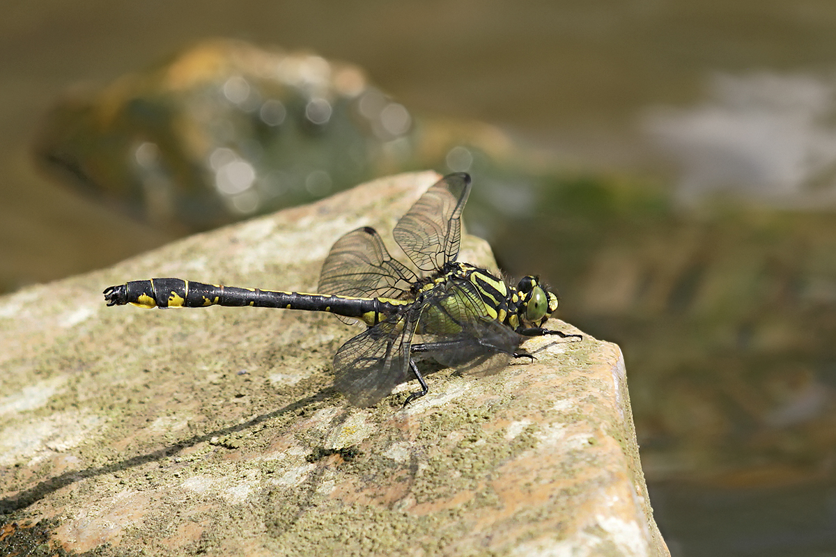 Gomphus vulgatissimus_m_adult_IMG_8529_1200.jpg