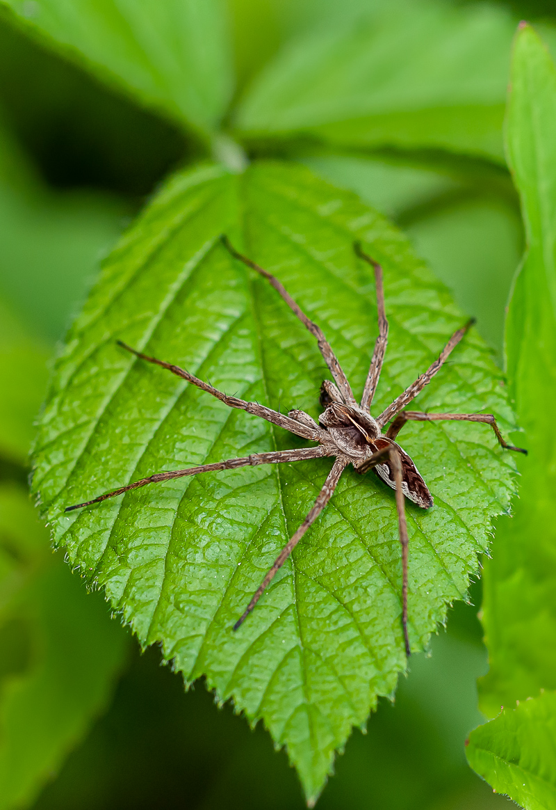 Listspinne (Pisauridae mirabilis) 2.jpg