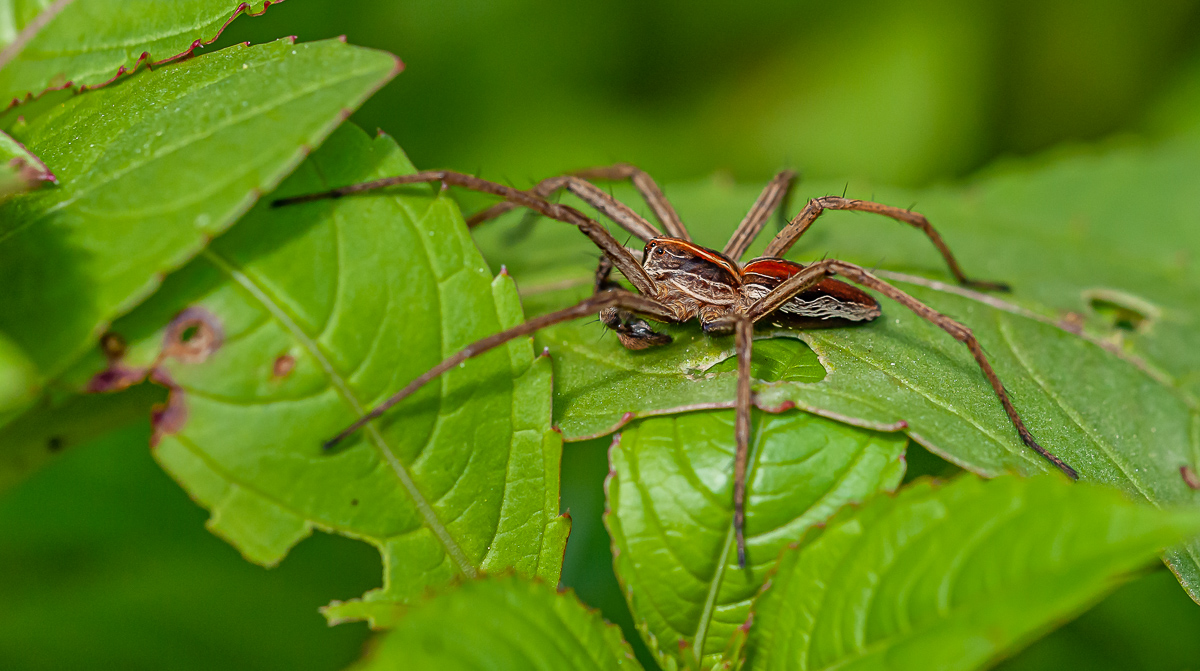 Listspinne (Pisauridae mirabilis) 3.jpg