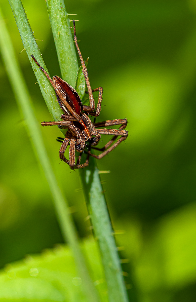 Listspinne (Pisauridae mirabilis) 4.jpg
