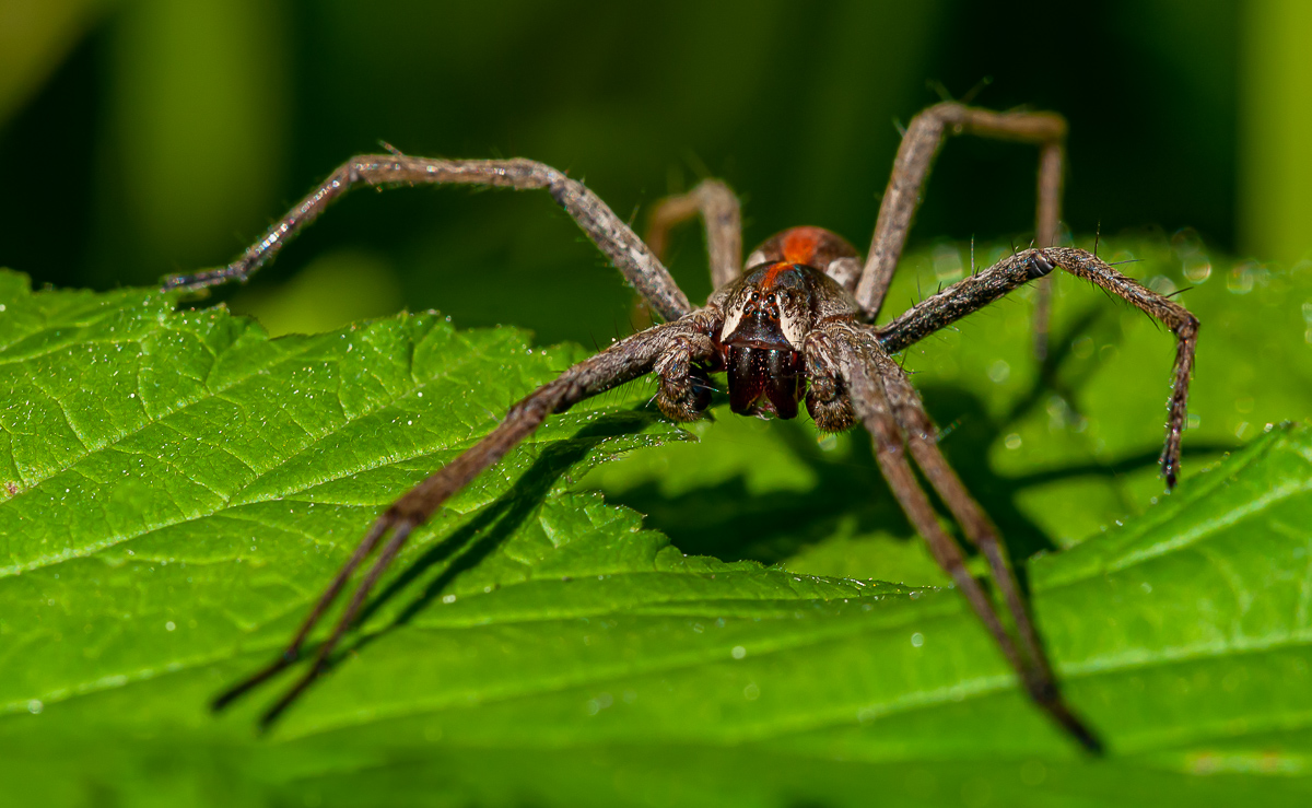 Listspinne (Pisauridae mirabilis) 6.jpg
