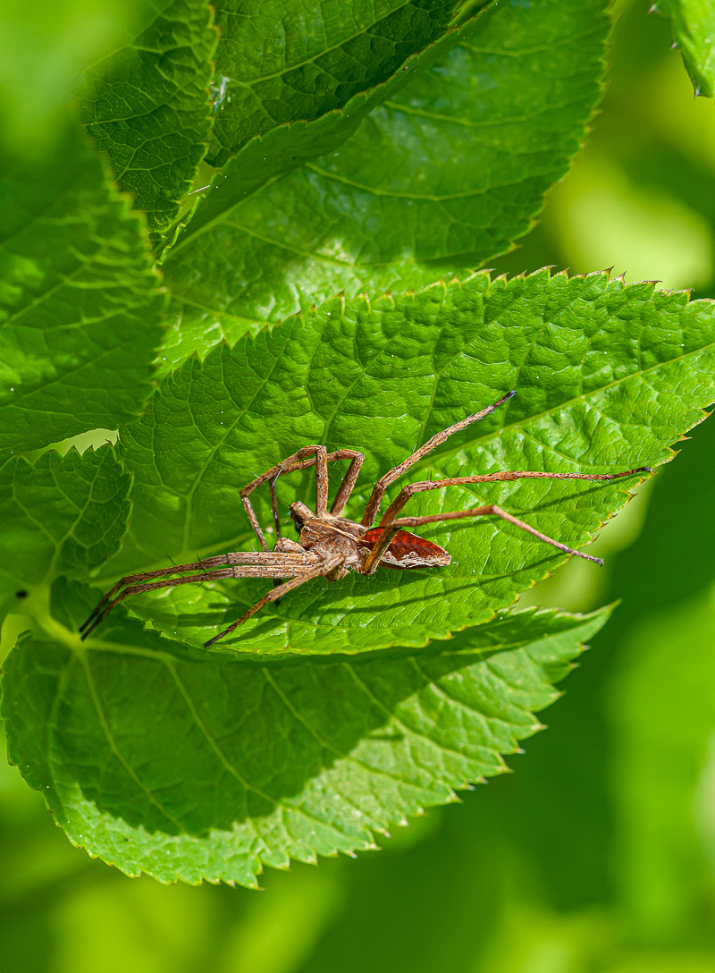 Listspinne (Pisauridae mirabilis) 20.jpg