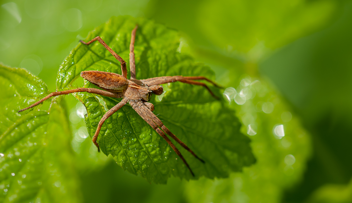 Listspinne (Pisauridae mirabilis) 21.jpg