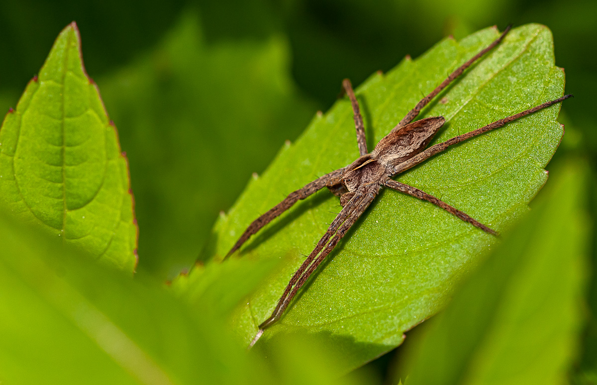 Spinne 1.jpg