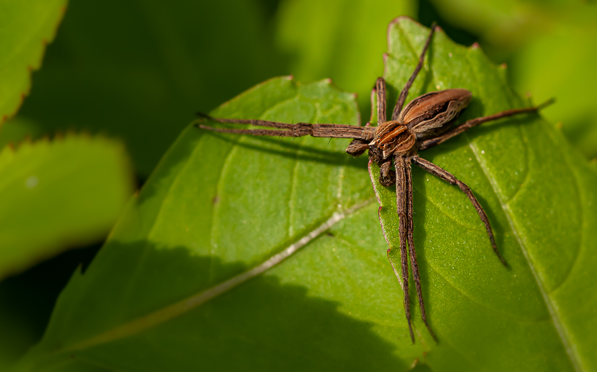 Spinne 2.jpg