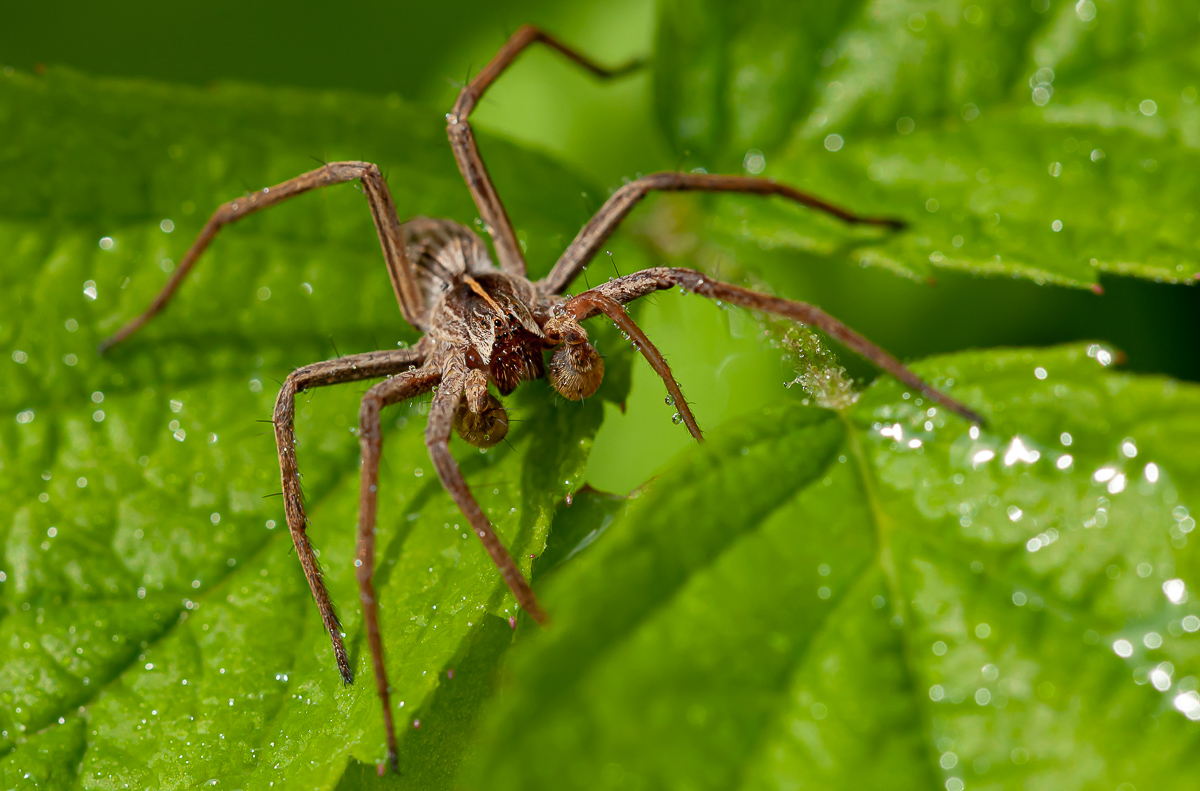 Spinne 5.jpg