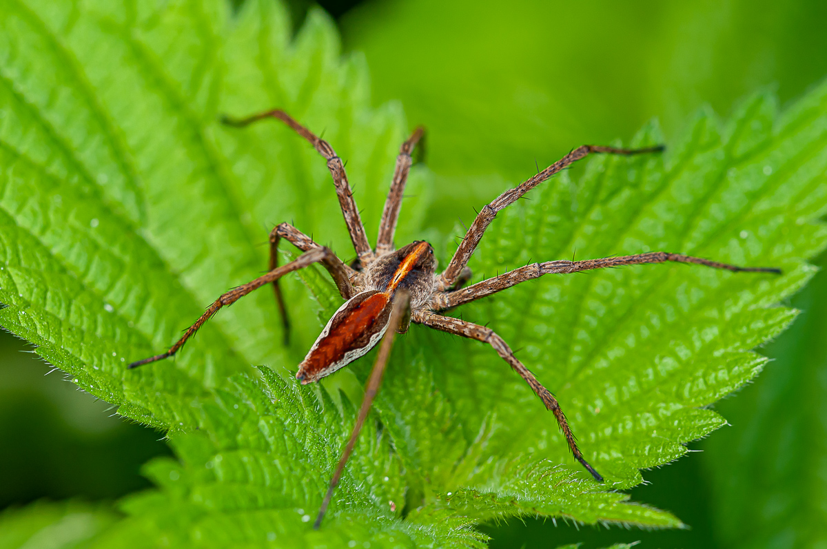 Spinne 9.jpg