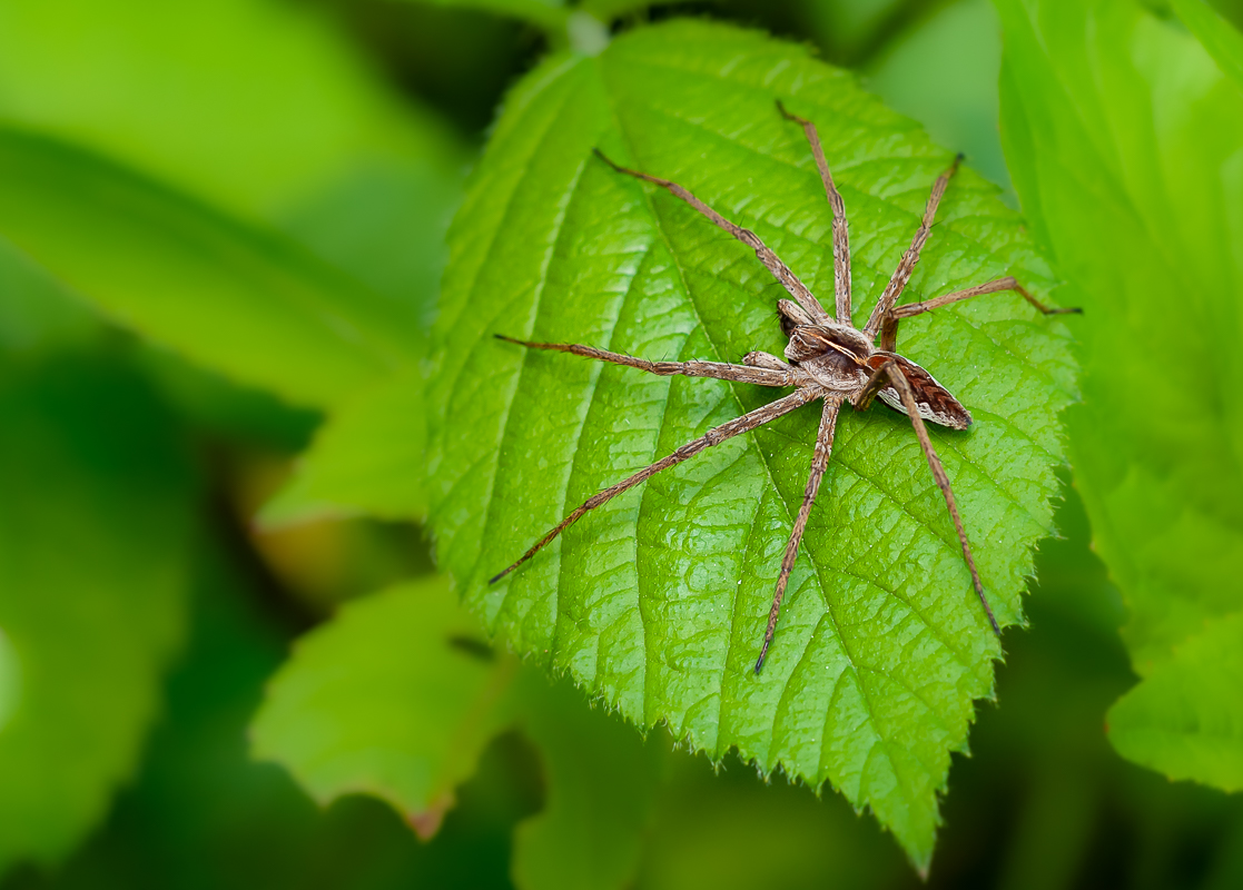 Spinne 10.jpg