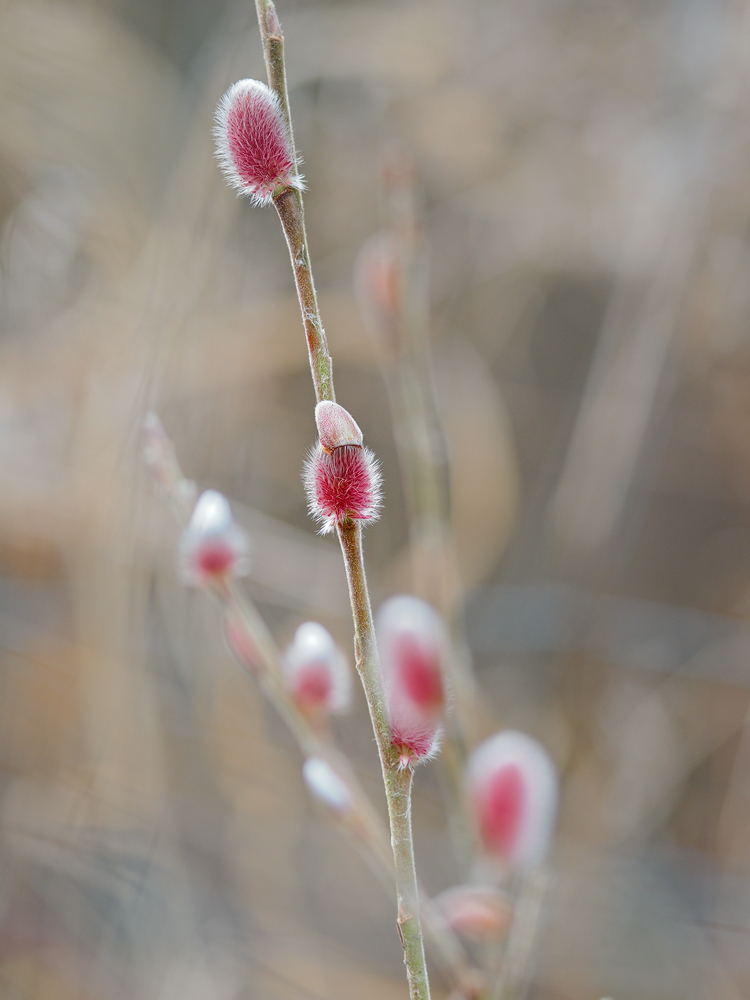 Salix-OGG17852---Kopie.jpg