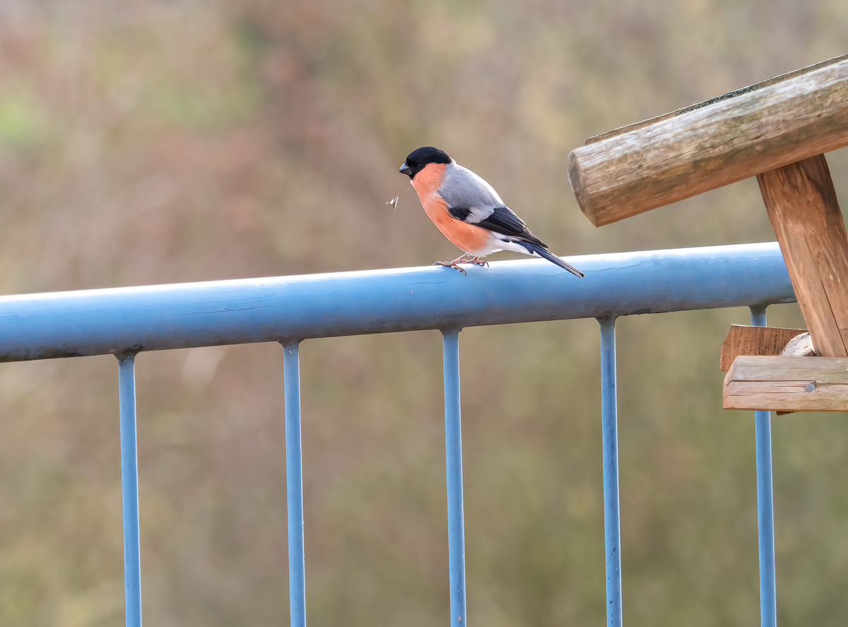 P1300262-Bearbeitet-Gimpel.jpg