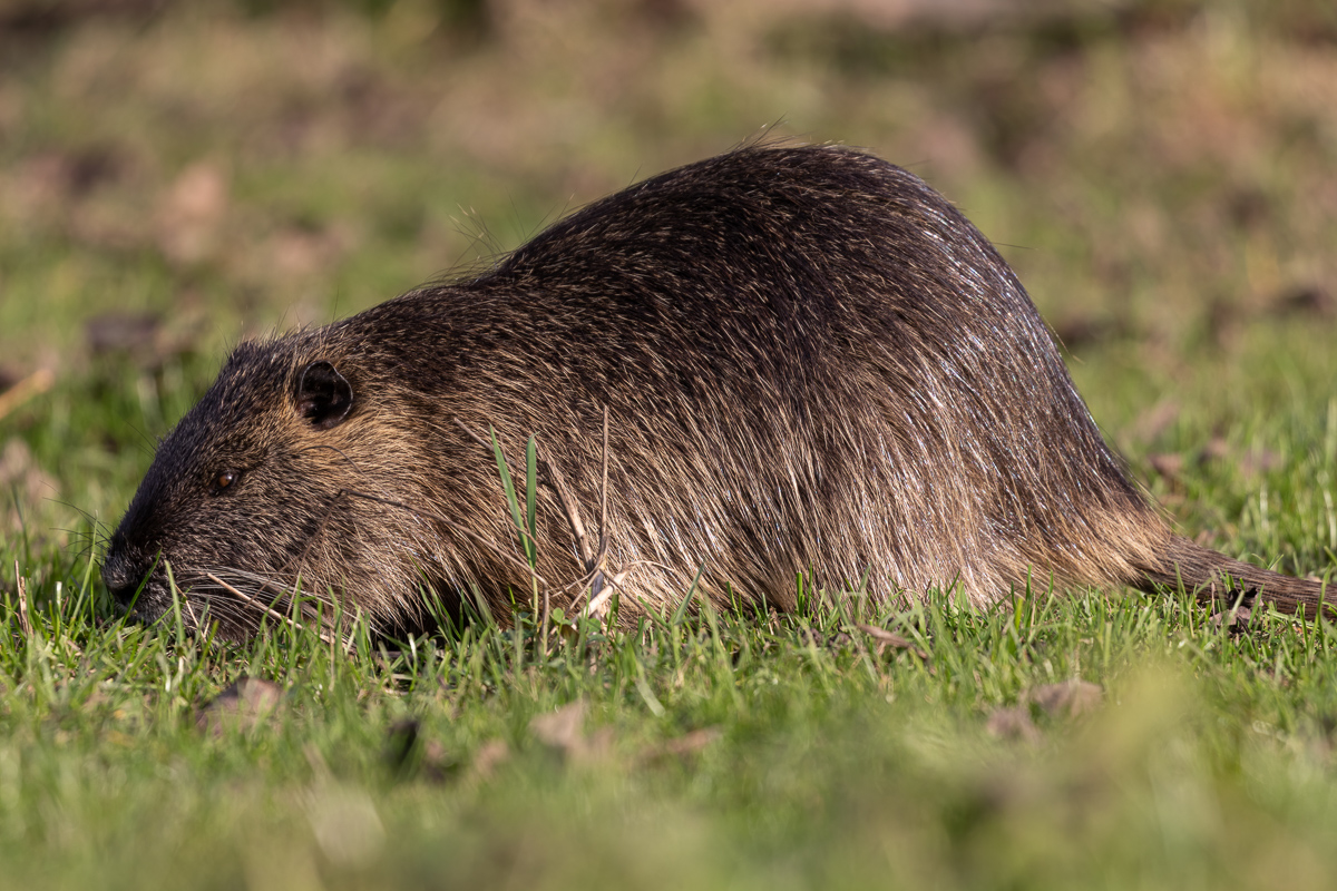 _MG_4986-Bearbeitet.jpg
