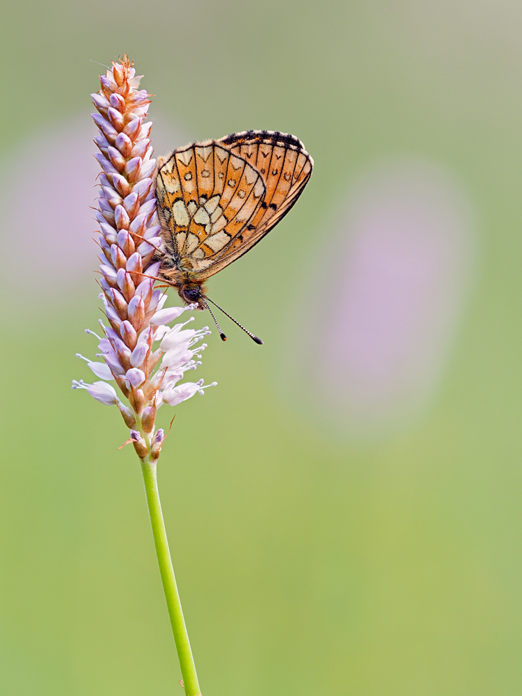 Boloria-eunomia-zoog88480_8---Kopie.jpg