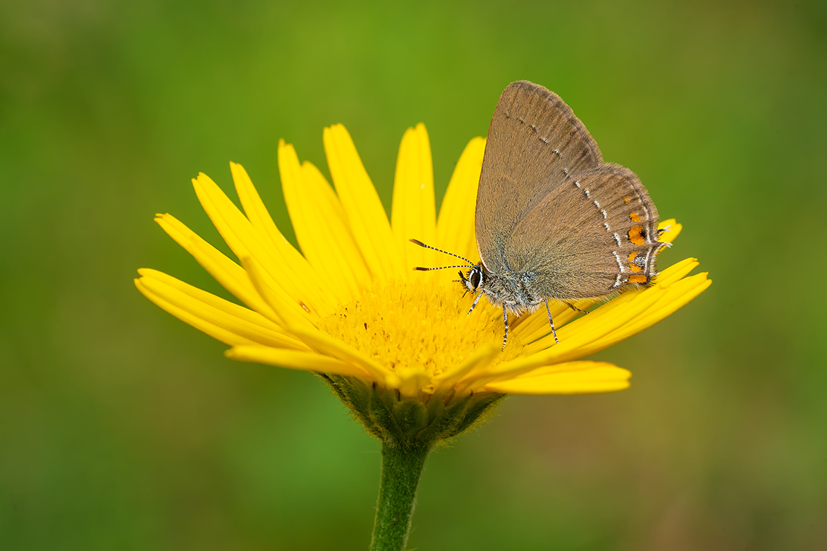 DSC00658.b Kopie.jpg